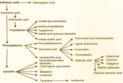 biosynthesis
