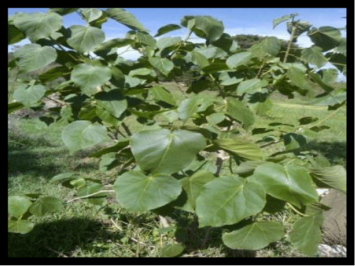 Phytolacca dodecandra