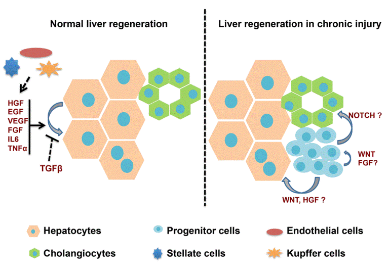 Liver regeneration during normal