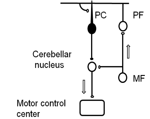 Cerebellar Cortex Diagram