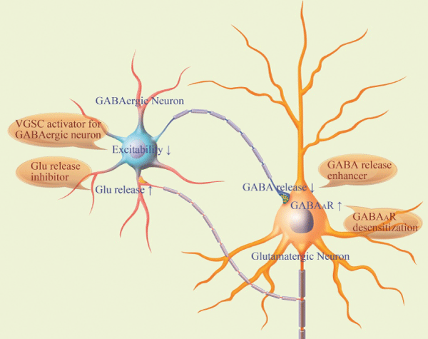 prelimbic