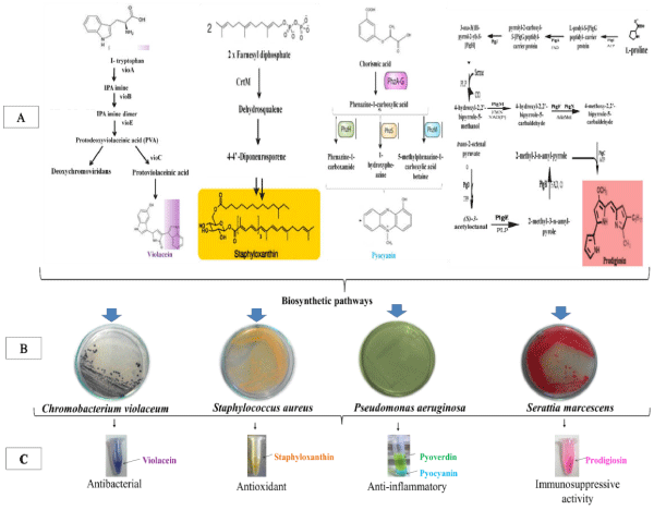 few examples of bacterial pigments examples of bacteria