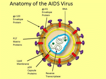 aids virus diagram