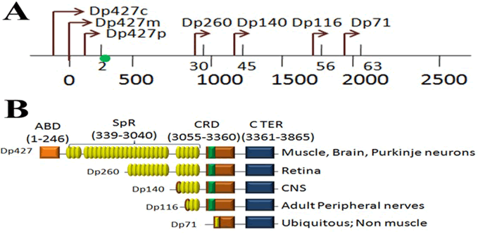 isoforms