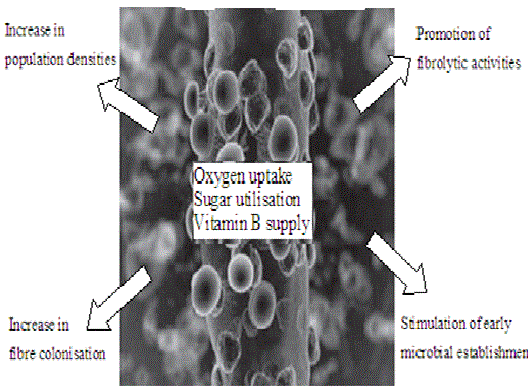 mechanisms