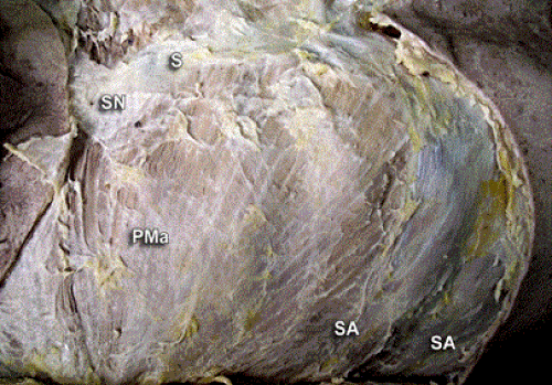 thorax