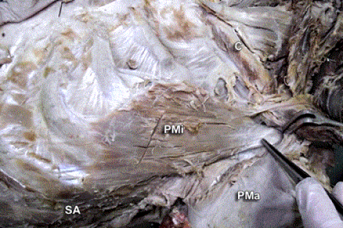 pectoralis