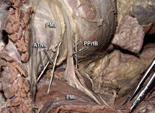 pectoralis