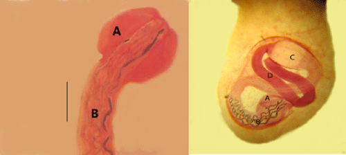 gracilis