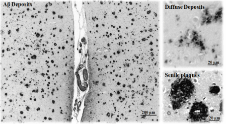 Micrographs