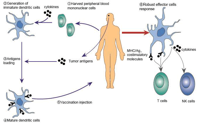 immunotherapeutic