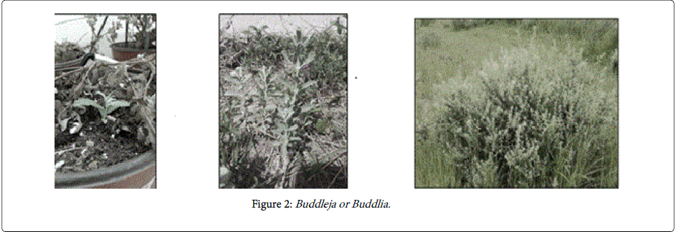 Chemical-Biology-Therapeutics-Buddleja-Buddlia
