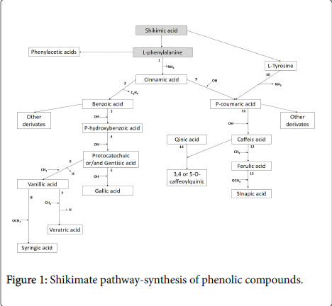 Chemical-Biology-Therapeutics-Shikimate-pathway