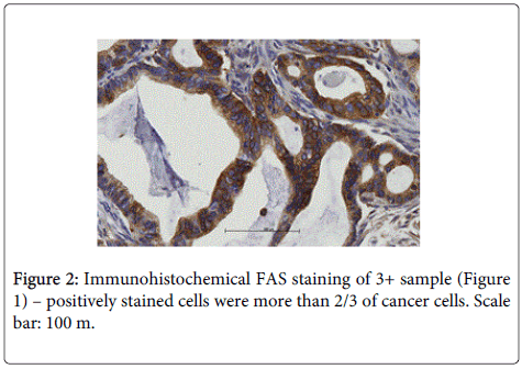 Digestive-System-Immunohistochemical