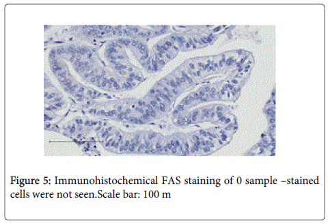 Digestive-System-Scale-bar