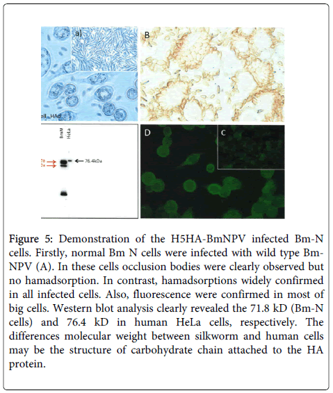 Digestive-System-hamadsorptions-widely