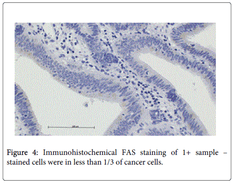 Digestive-System-stained-cells