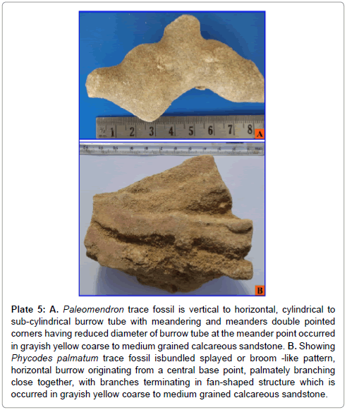Ecosystem-Ecography-Paleomendron-trace