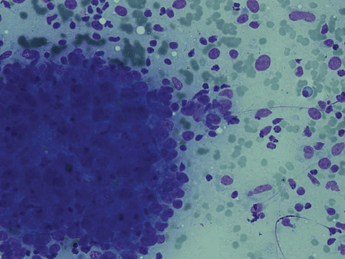 Cellular