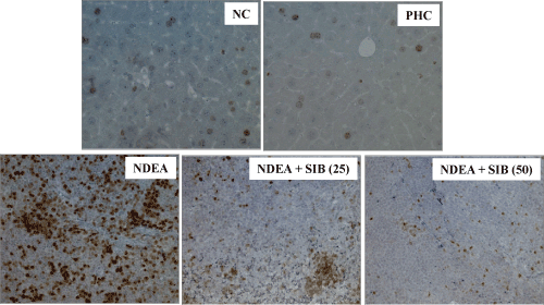 Cell proliferation
