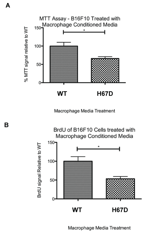 macrophage