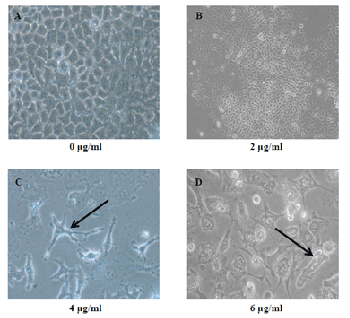 Morphological