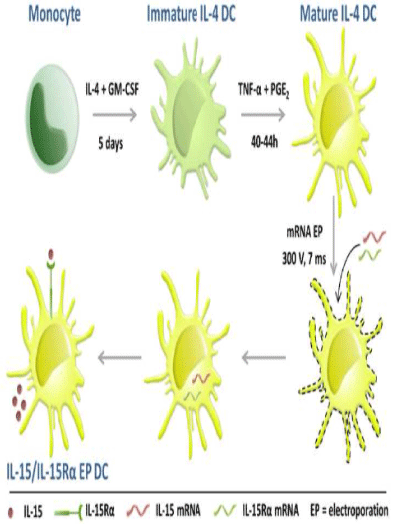 monocytes