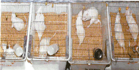 Feeding