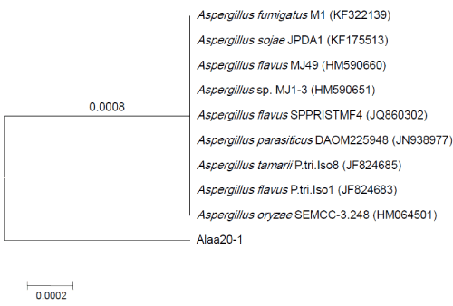 phylogenetic