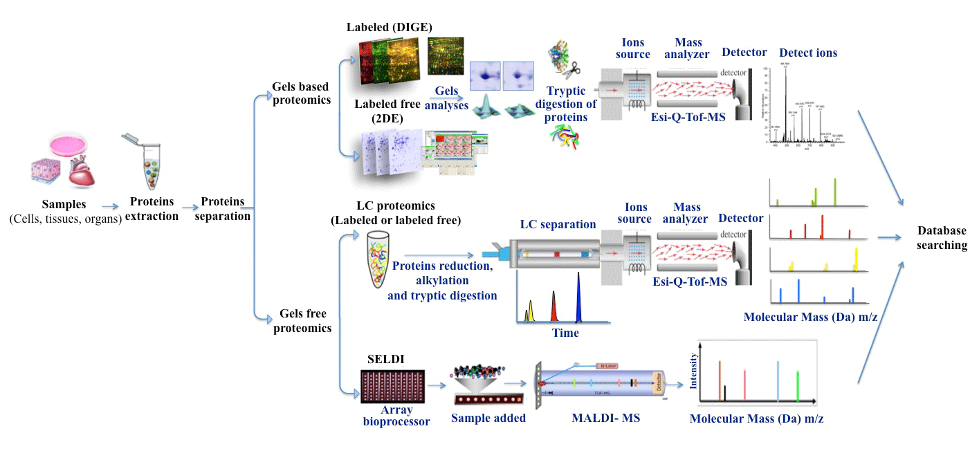 electrophoresis