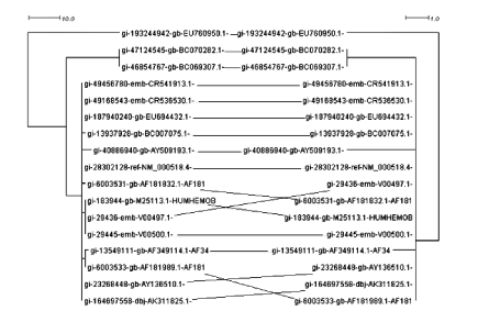 1Phylogenic