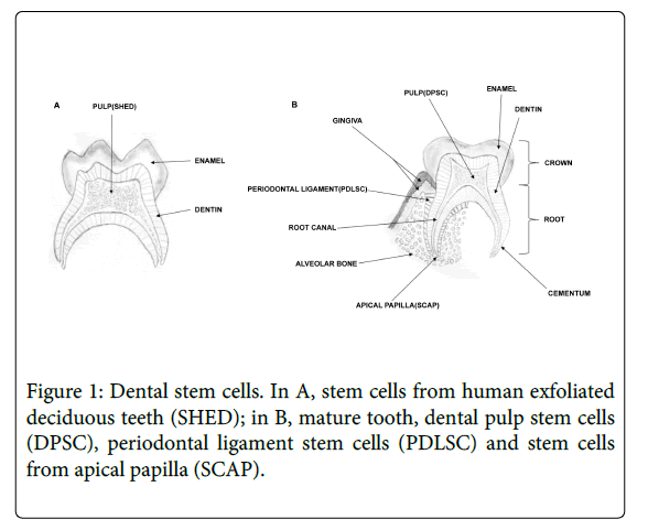 Medicine-Dental-Science-stem-cells-from-human-exfoliated