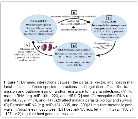 Neuroinfectious-Diseases-Dynamic-interactions-between-parasite