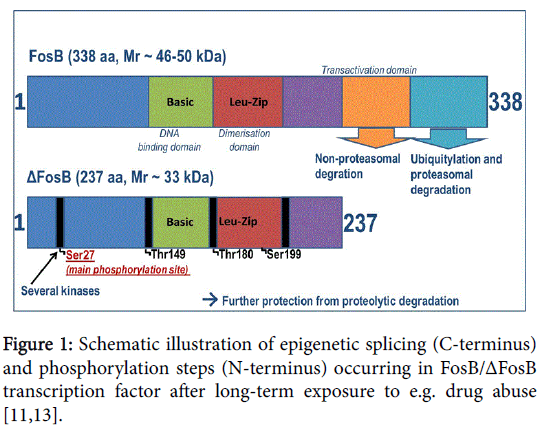 addiction-research-experimental-Schematic-illustration