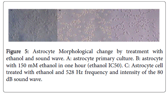 addiction-research-astrocyte-primary