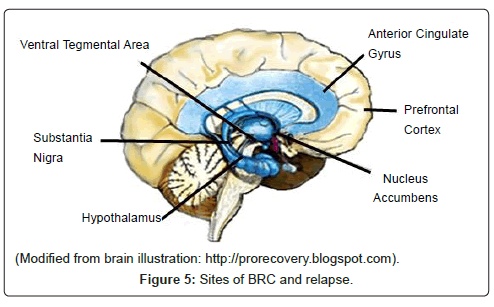 addiction-research-experimental-BRC-relapse