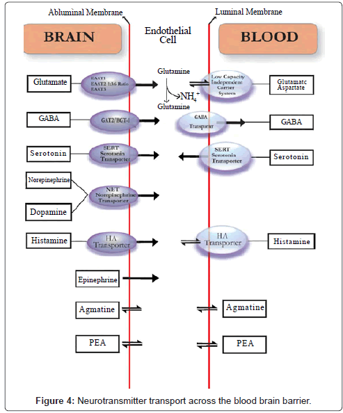 addiction-research-experimental-brain-barrier