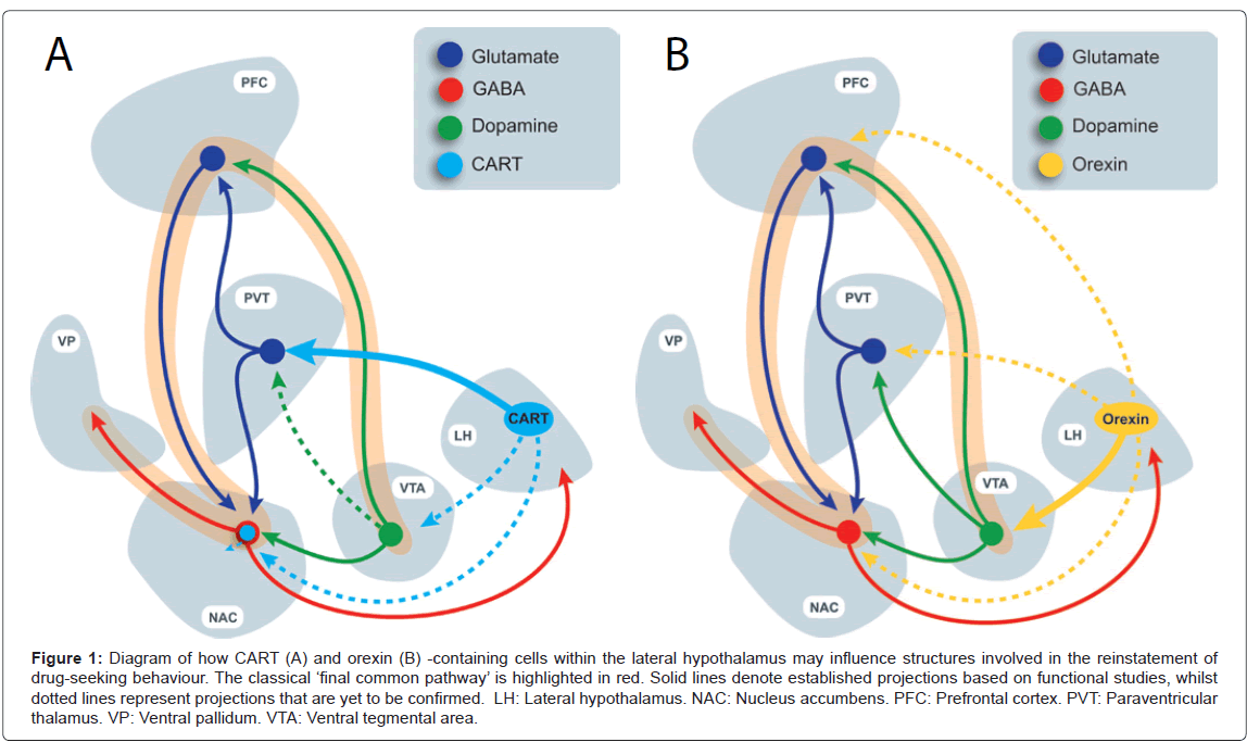 addiction-research-experimental-common-pathway