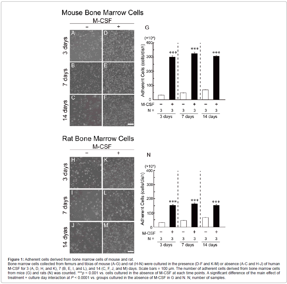 addiction-research-experimental-marrow-cells