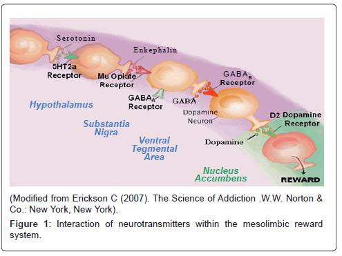 addiction-research-experimental-mesolimbic-reward
