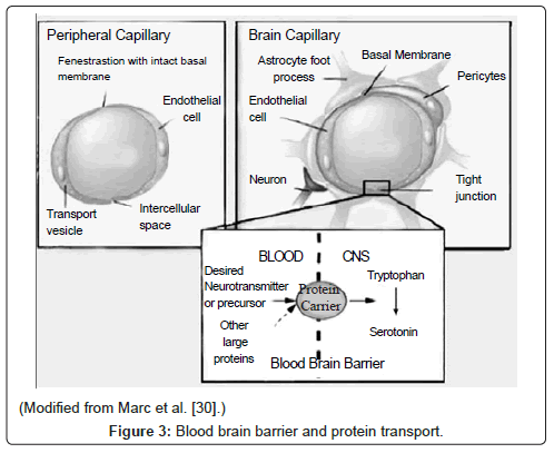 addiction-research-experimental-protein-transport