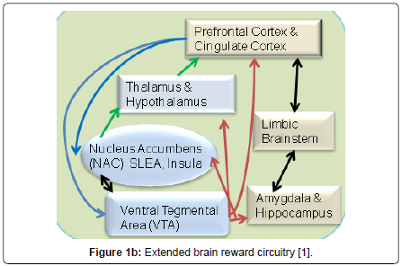 addiction-research-experimental-reward-circuitry