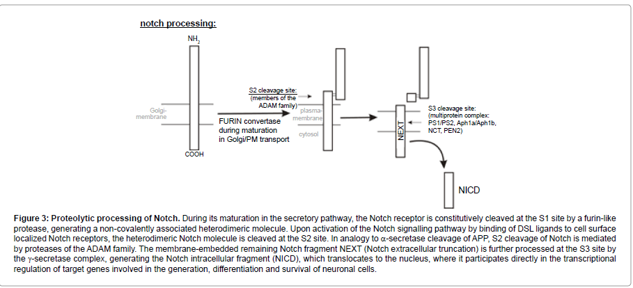 addiction-research-experimental-secretory-pathway