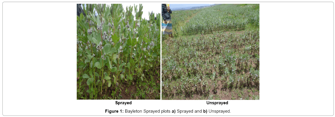 advances-crop-science-and-technology-Bayleton-Sprayed