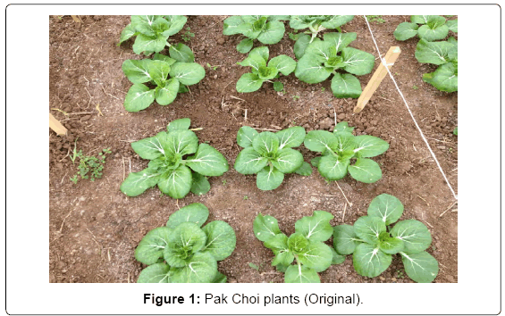 advances-crop-science-and-technology-Pak-Choi-plants