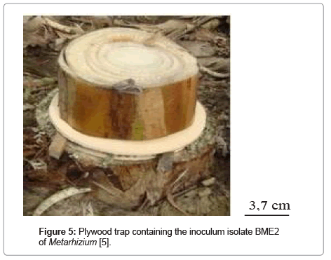 advances-crop-science-technology-Plywood-trap