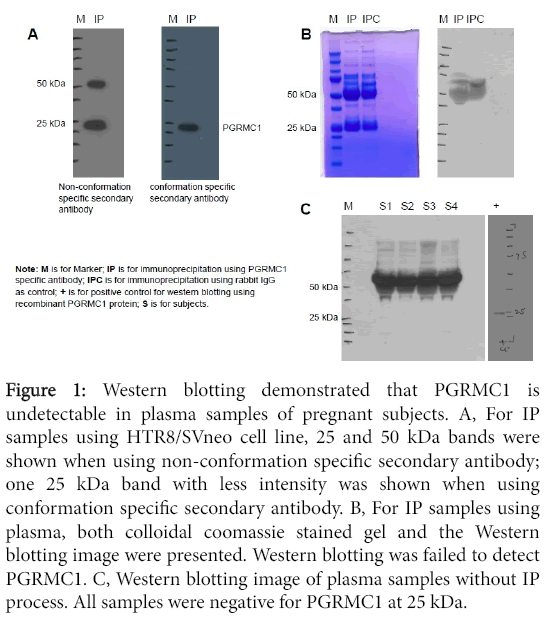 advances-molecular-diagnostics-Western-blotting