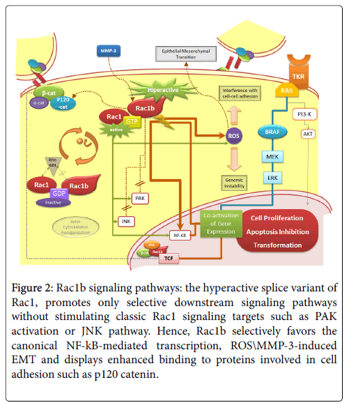 advances-molecular-diagnostics-downstream-signaling-pathways