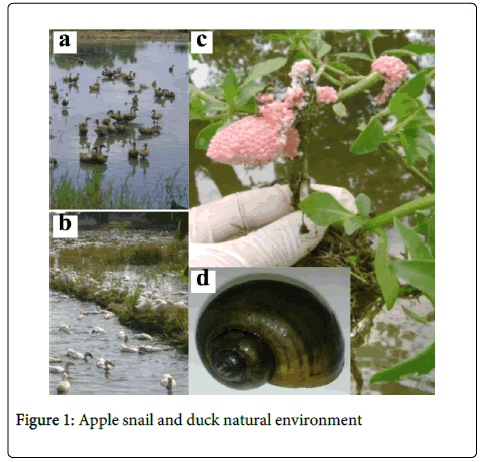 air-water-borne-diseases-apple-snail