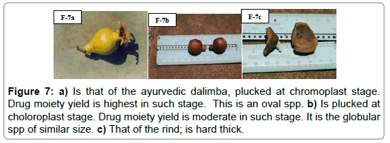 air-water-borne-diseases-ayurvedic-dalimba-plucked